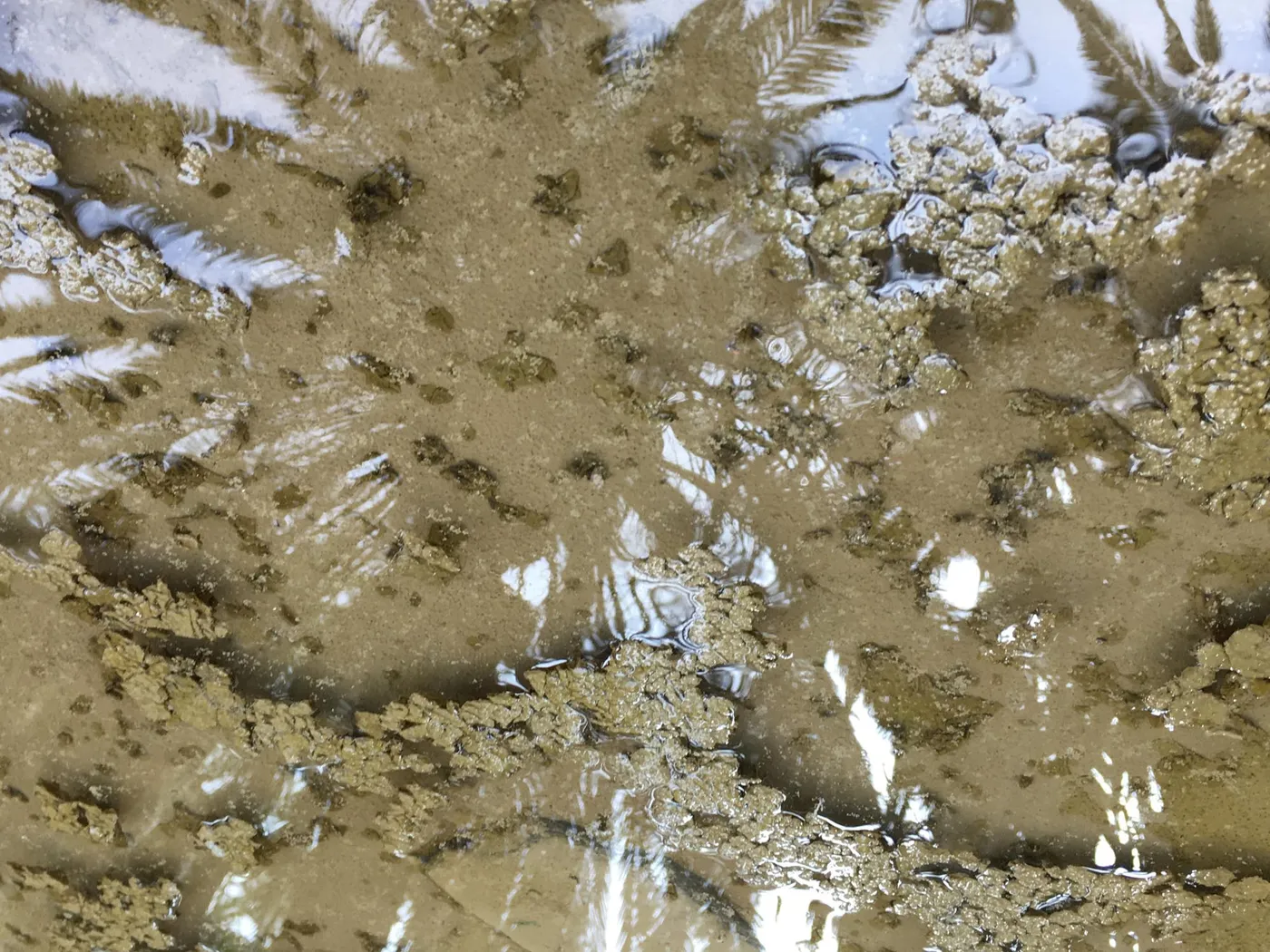 Fotos_Pfuetzen_2__7-7