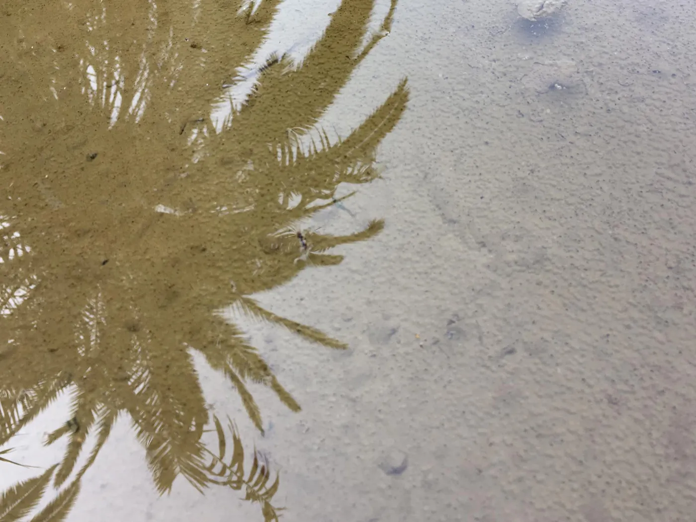 Fotos_Pfuetzen_2__8-8