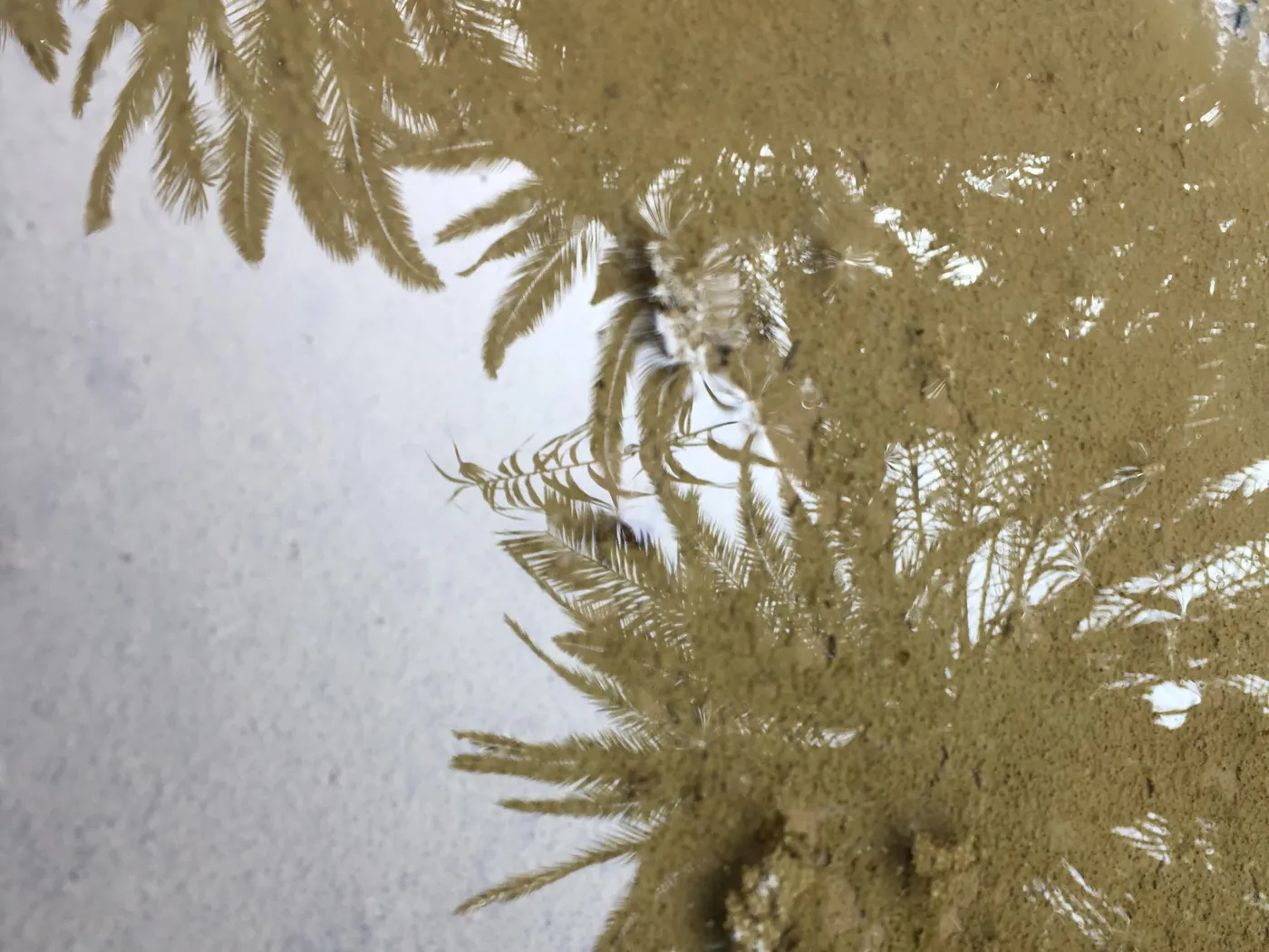 Fotos_Pfuetzen_2__9-9