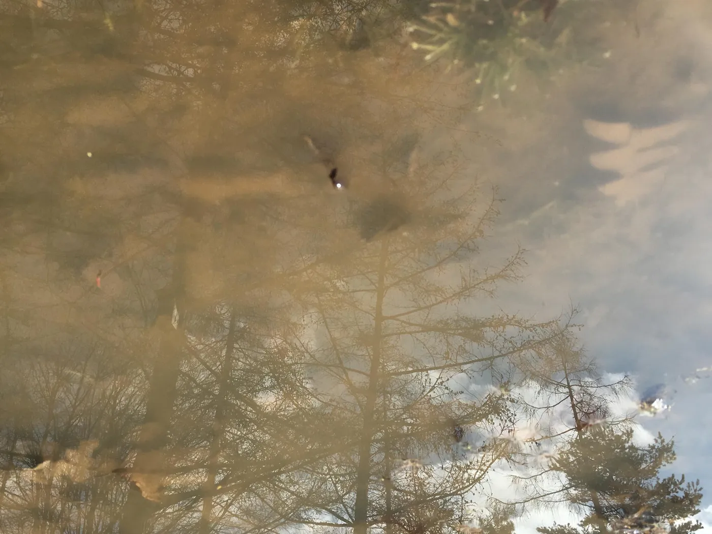 Fotos_Pfuetzen_3_8-8